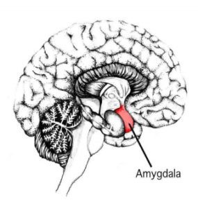 the structure of the human brain