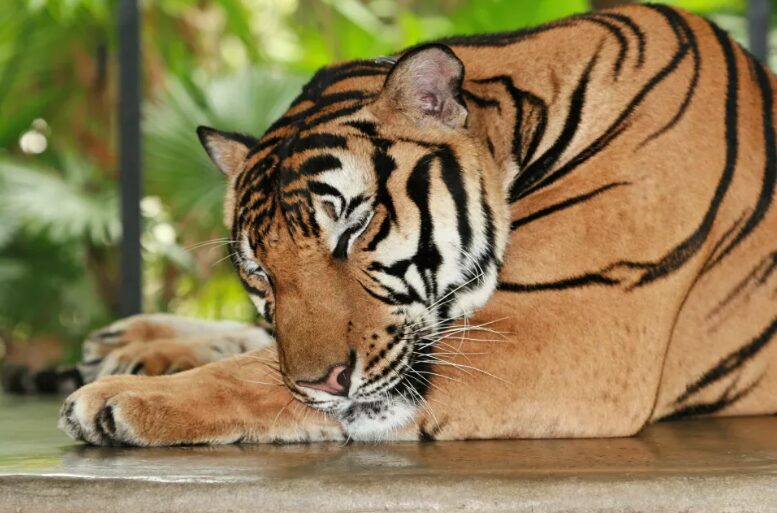 a tiger laying on the ground with its head down