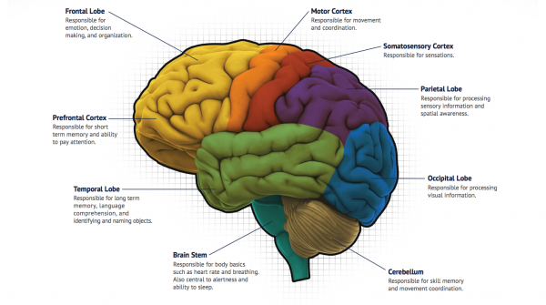 Brain Mapping | North Jersey Health & Wellness