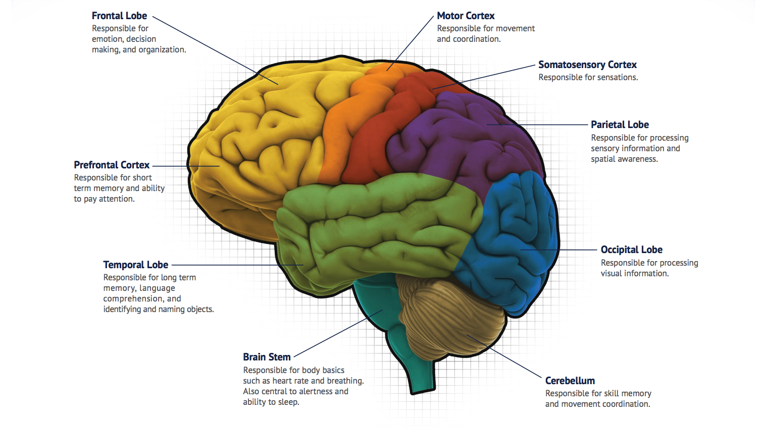 Detailed Map Of The Brain